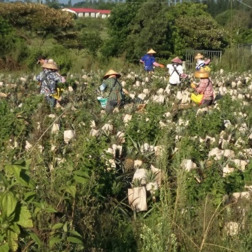 海南风梨金钻十七号凤梨欢迎来电地头装货