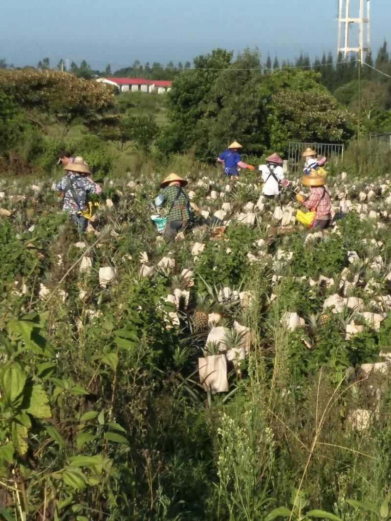 海南风梨金钻十七号凤梨欢迎来电地头装货