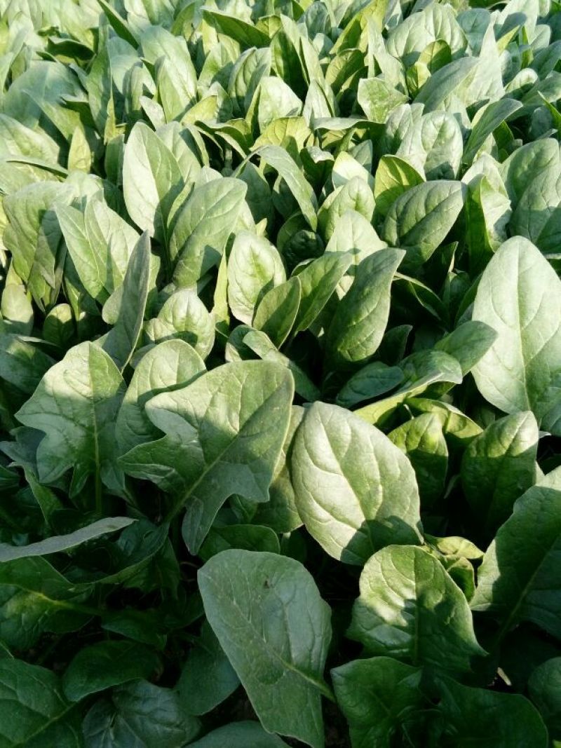 菠菜15~20厘米现货现发新鲜发货常年供应价格优惠批发