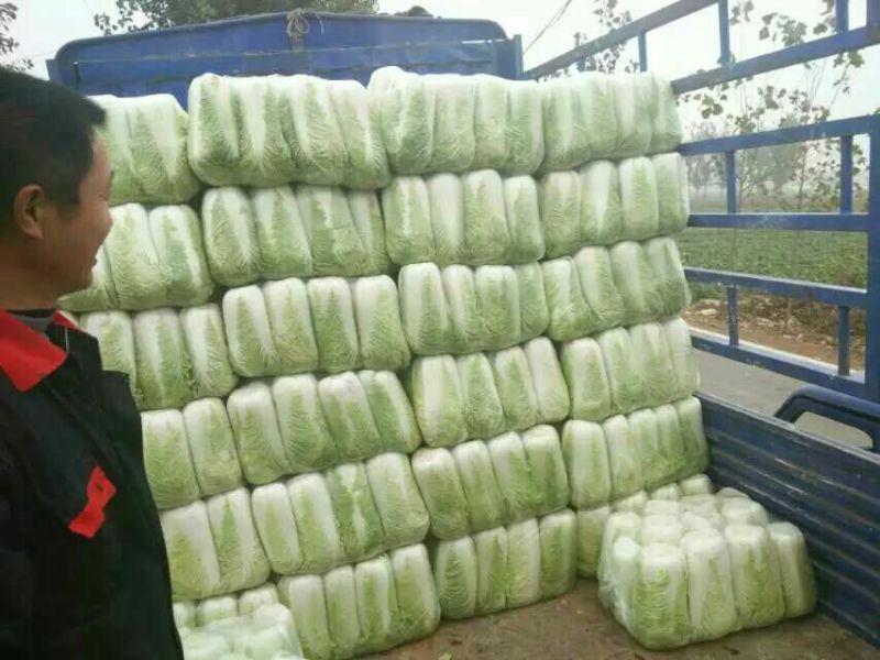 北京新三号白菜上市，专业工人加工质量好价格便