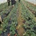 红颜草莓40克以上