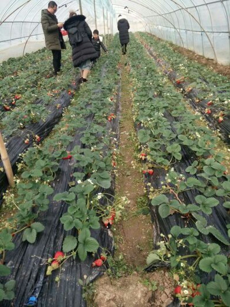 红颜草莓40克以上