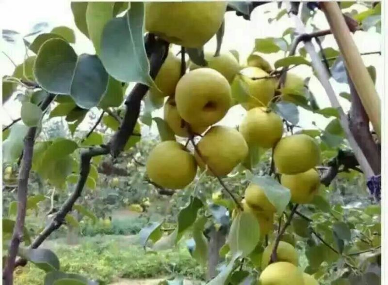 砀山梨250~300g纸箱