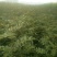 直销大红袍花椒苗200万棵，量大优惠，量少可保湿发货。
