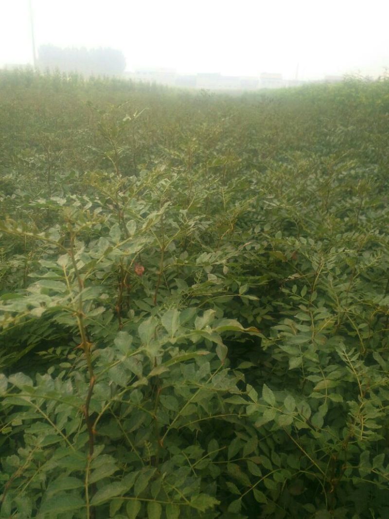 直销大红袍花椒苗200万棵，量大优惠，量少可保湿发货。