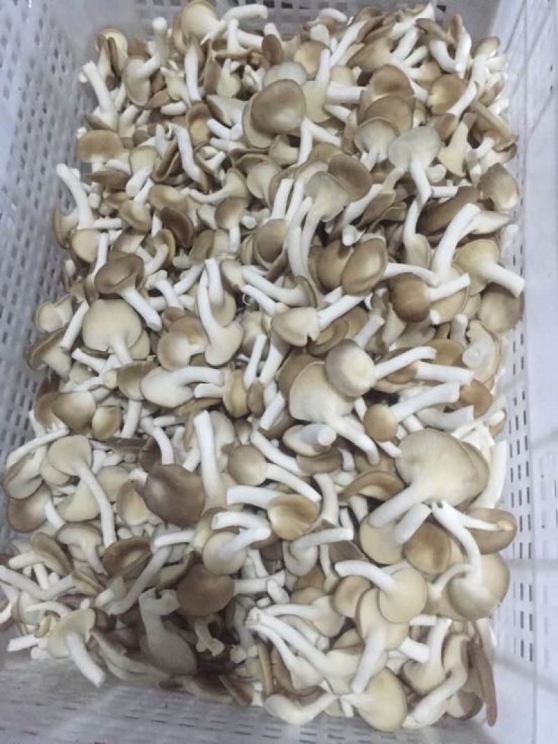 鲜秀珍菇