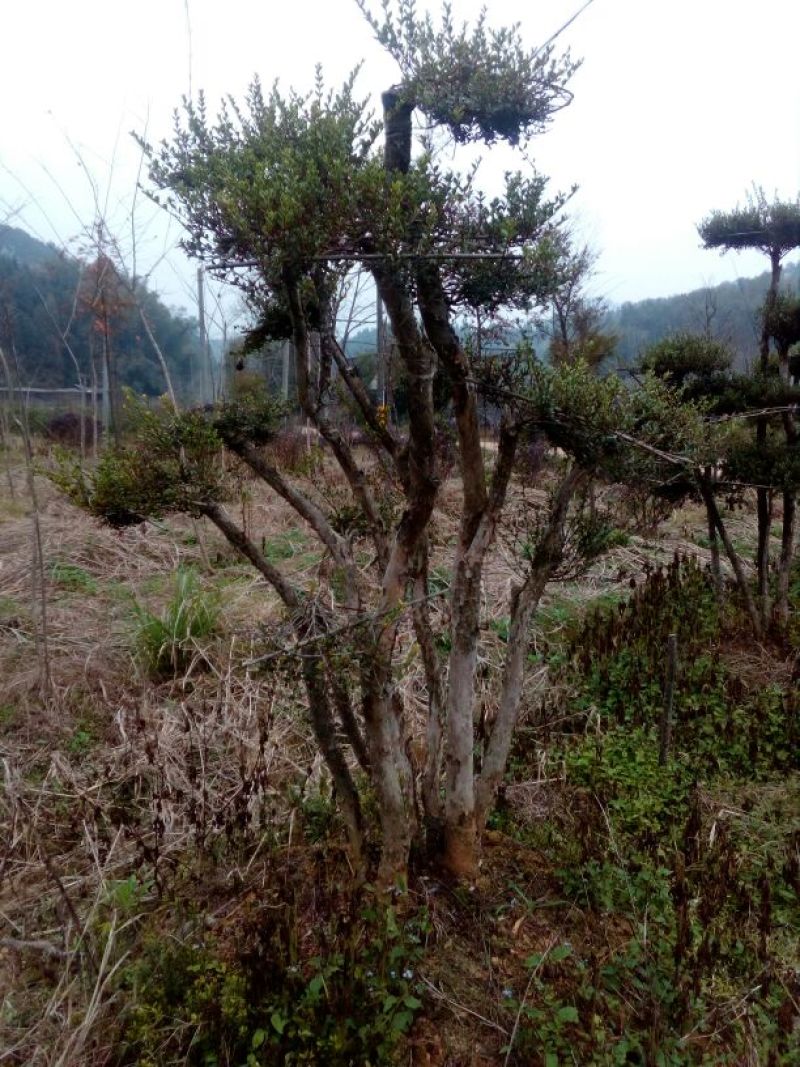 造型树