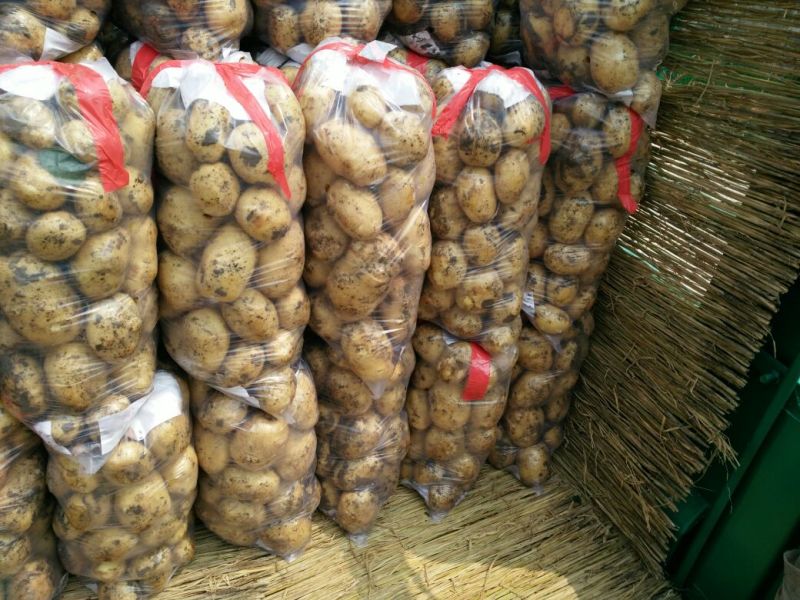 荷兰十五土豆1两以上精品
