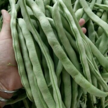 山东九粒白芸豆大量上市。有需要的老板抓紧时间来订货