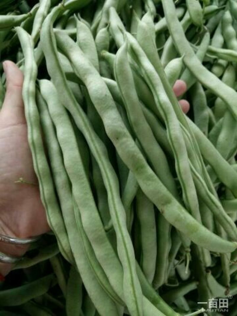 山东九粒白芸豆大量上市。有需要的老板抓紧时间来订货