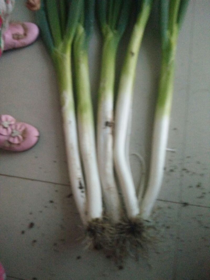 长白大葱40cm以上毛葱3cm左右