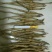 油牡丹苗10cm以下1-5年苗