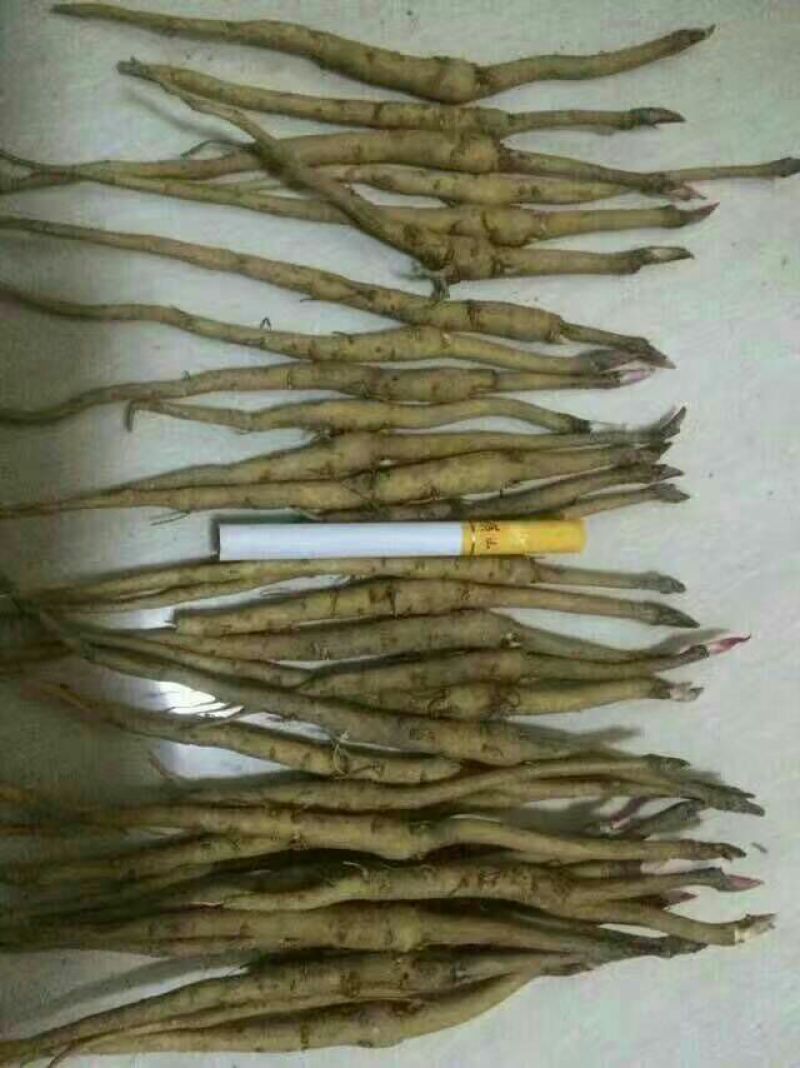 油牡丹苗10cm以下1-5年苗