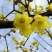 桂花苗