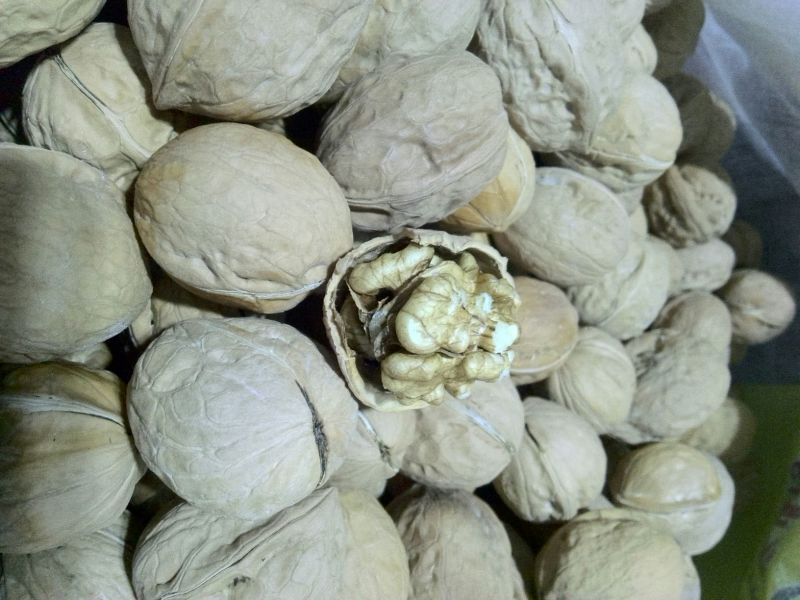 薄皮核桃30mm以上去皮干