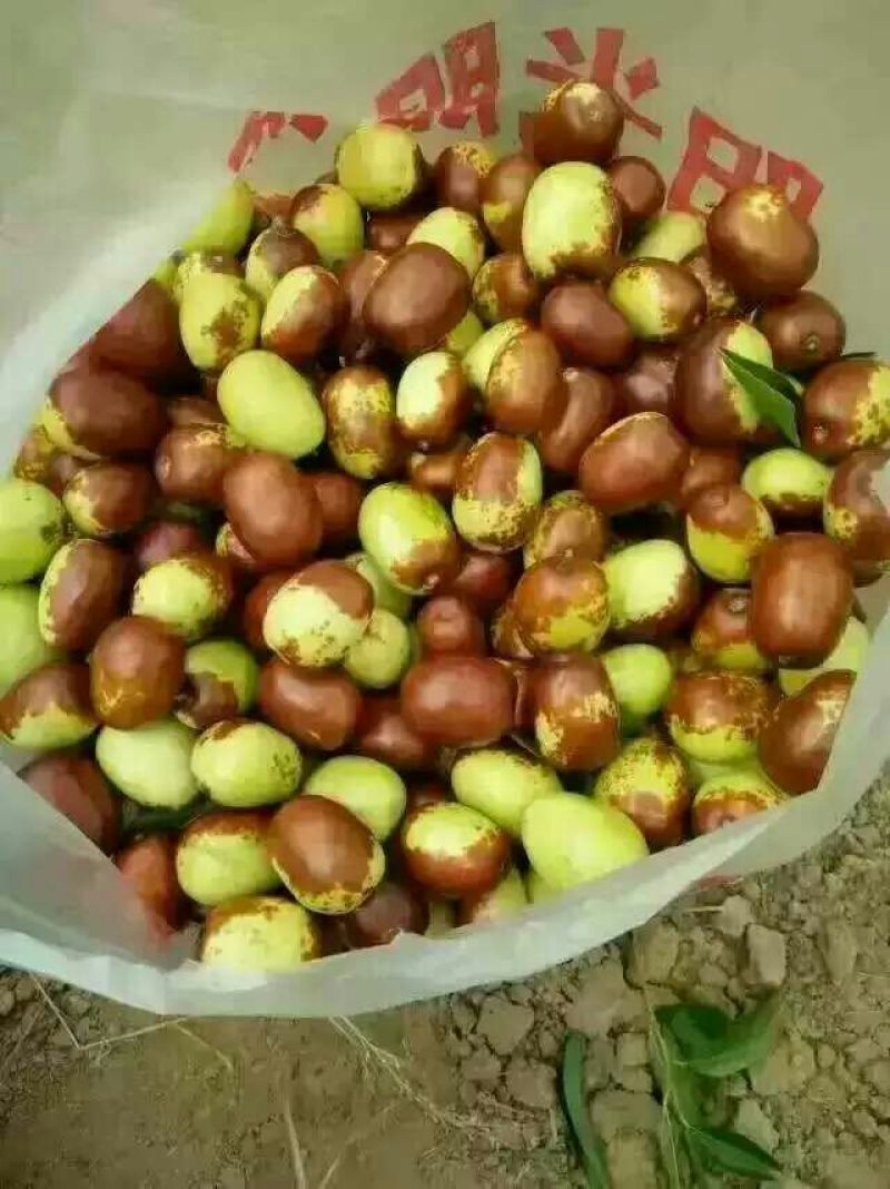 鸡心枣鲜枣一级