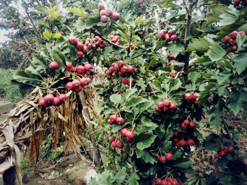 口感味甜的甜红子山楂苗全国栽植
