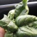 黑叶菠菜15~20厘米