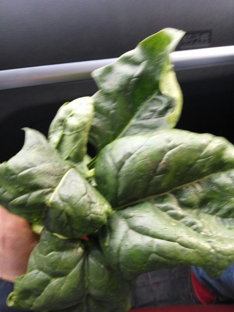 黑叶菠菜15~20厘米