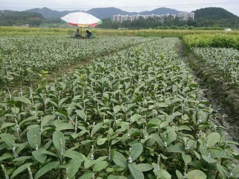 西瓜番石榴苗30~50cm