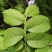 白榆2~4cm4~6cm2.5~3m