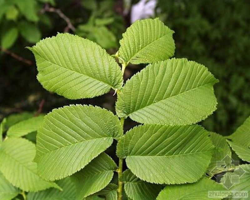 白榆2~4cm4~6cm2.5~3m