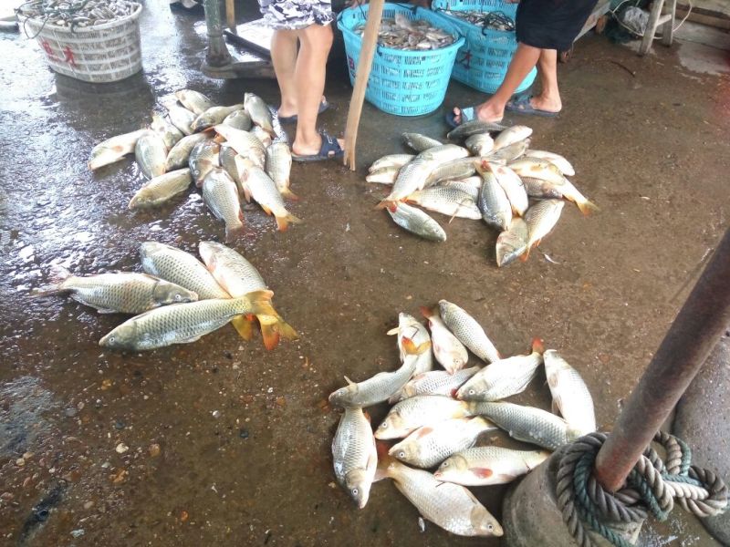 野鲤食用1~2公斤