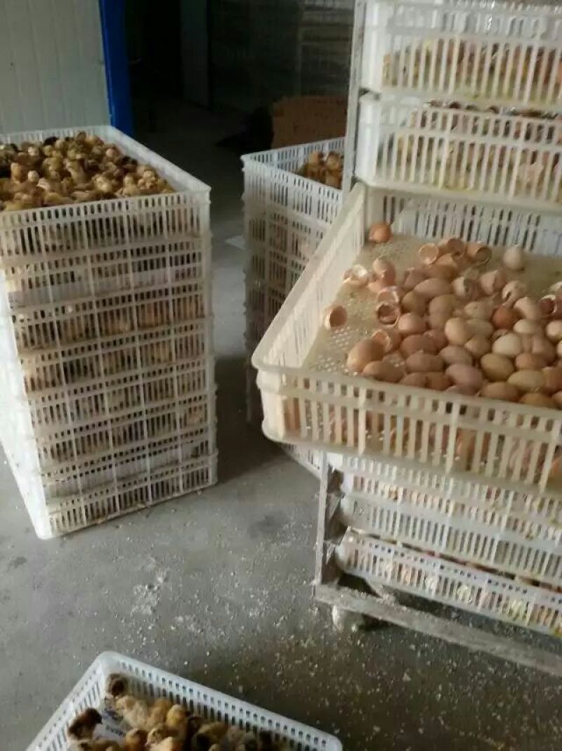 土鸡苗1斤以下