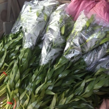 荷兰百合3~4凌源鲜花批发