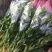 荷兰百合3~4凌源鲜花批发