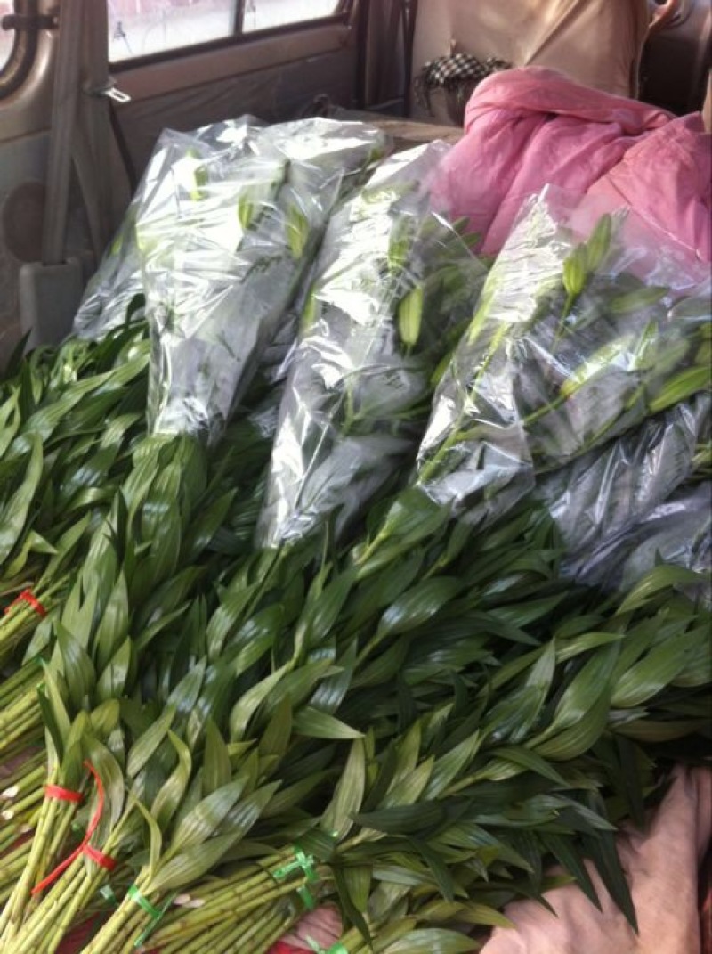 荷兰百合3~4凌源鲜花批发