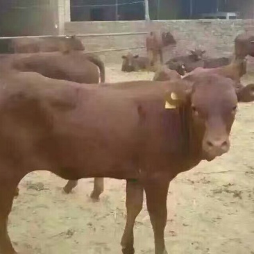 牛犊300~400kg