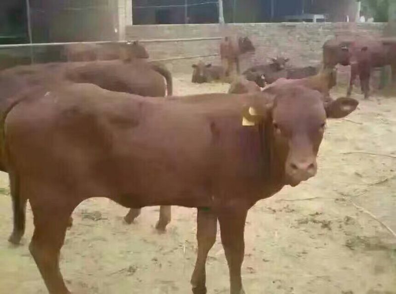 牛犊300~400kg