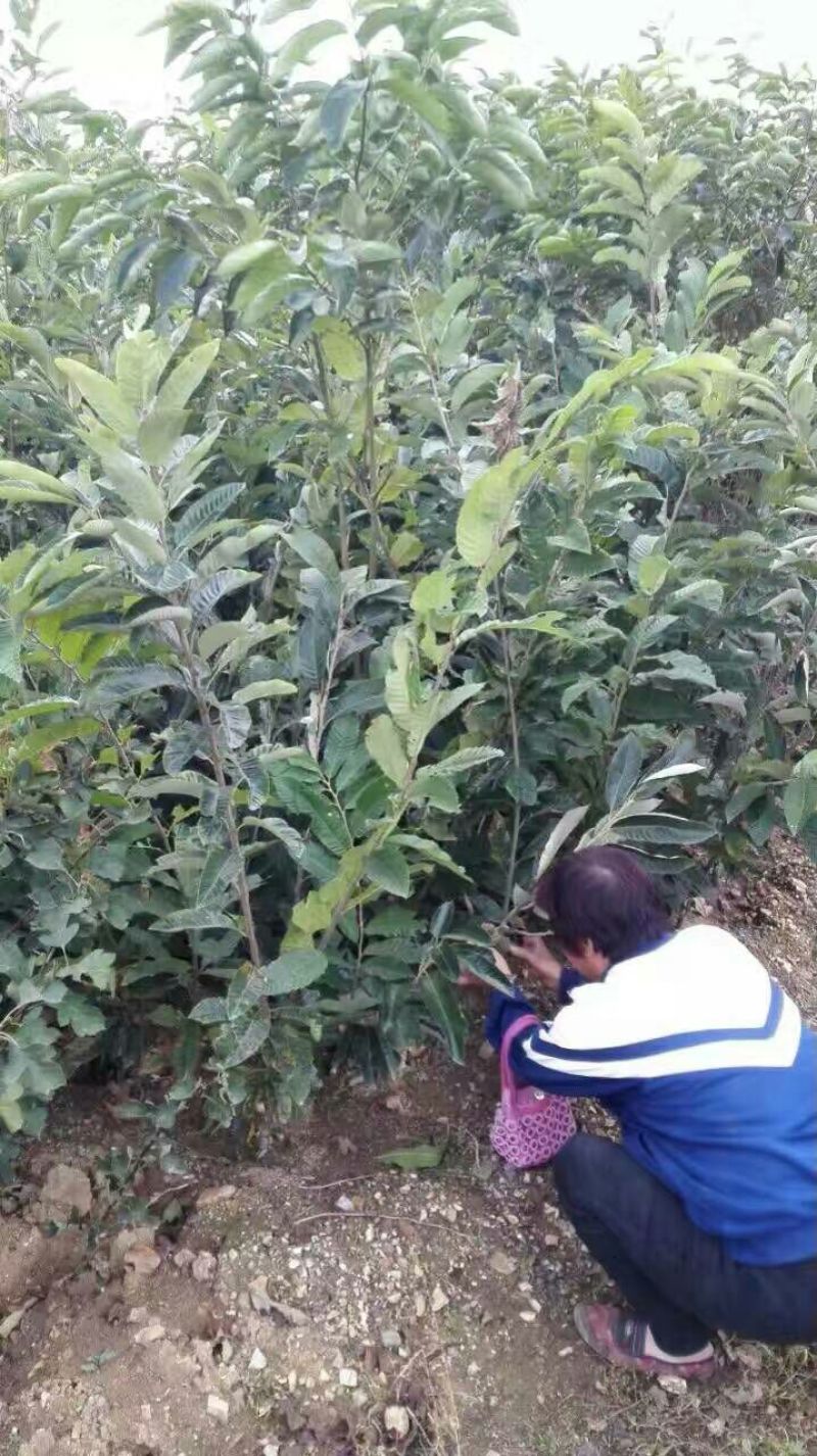 板栗树苗嫁接板栗苗华光板栗泰山板栗等