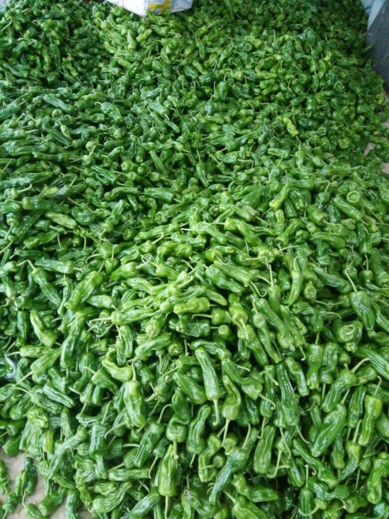 砀椒三号10~15厘米中辣青