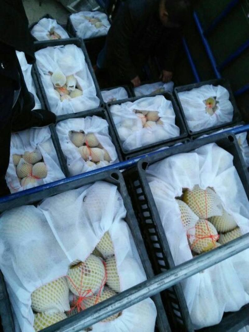 酥梨250~300g光果