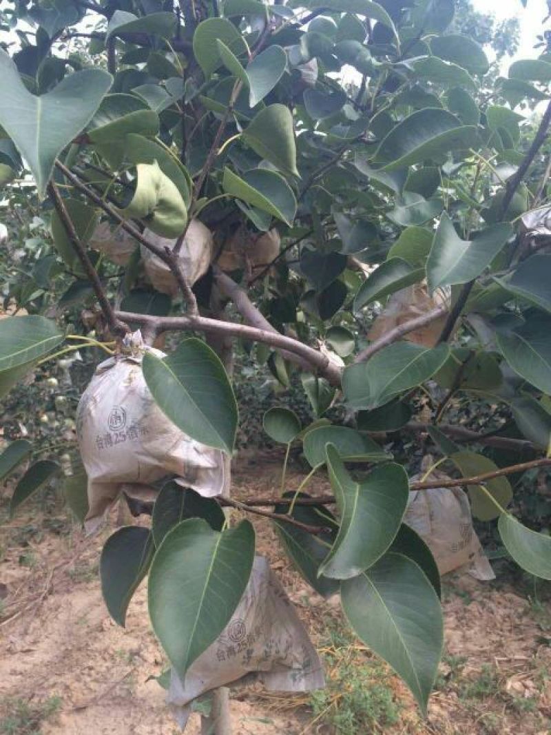 砀山梨250~300g纸袋