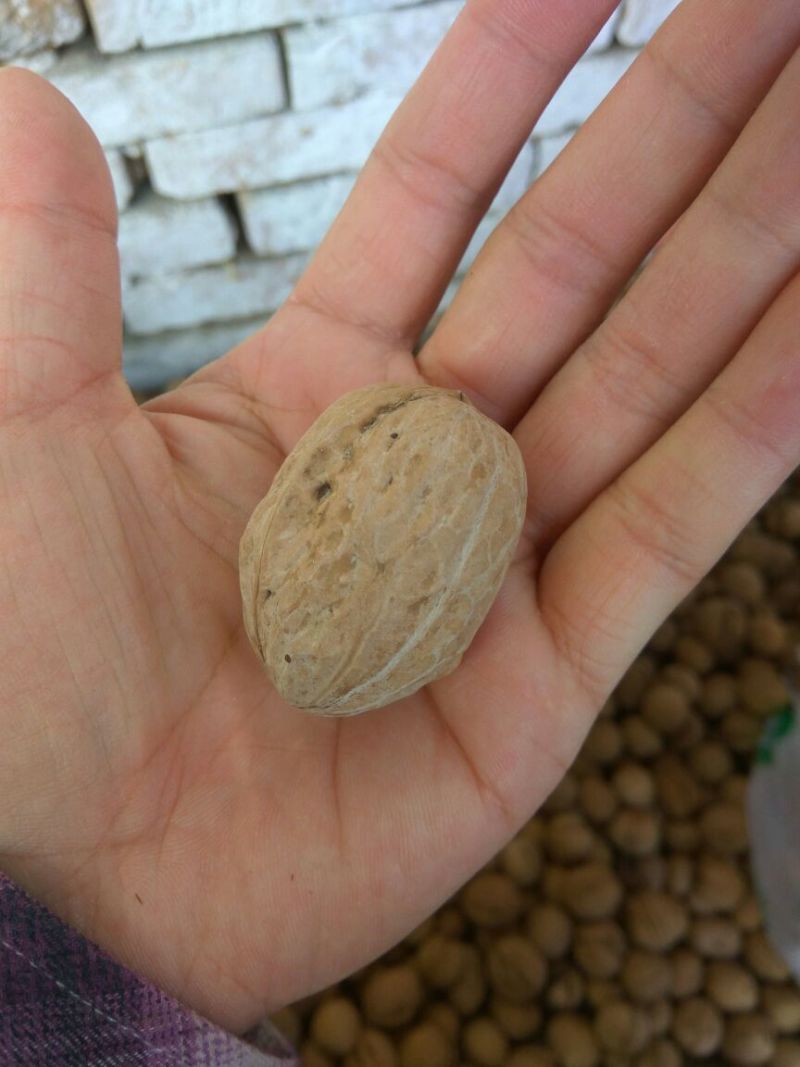 薄皮核桃30mm以上去皮