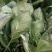 越冬菠菜20~25厘米