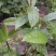 金花茶树苗防普金花茶苗凹脉一年开花保正品假一罚百