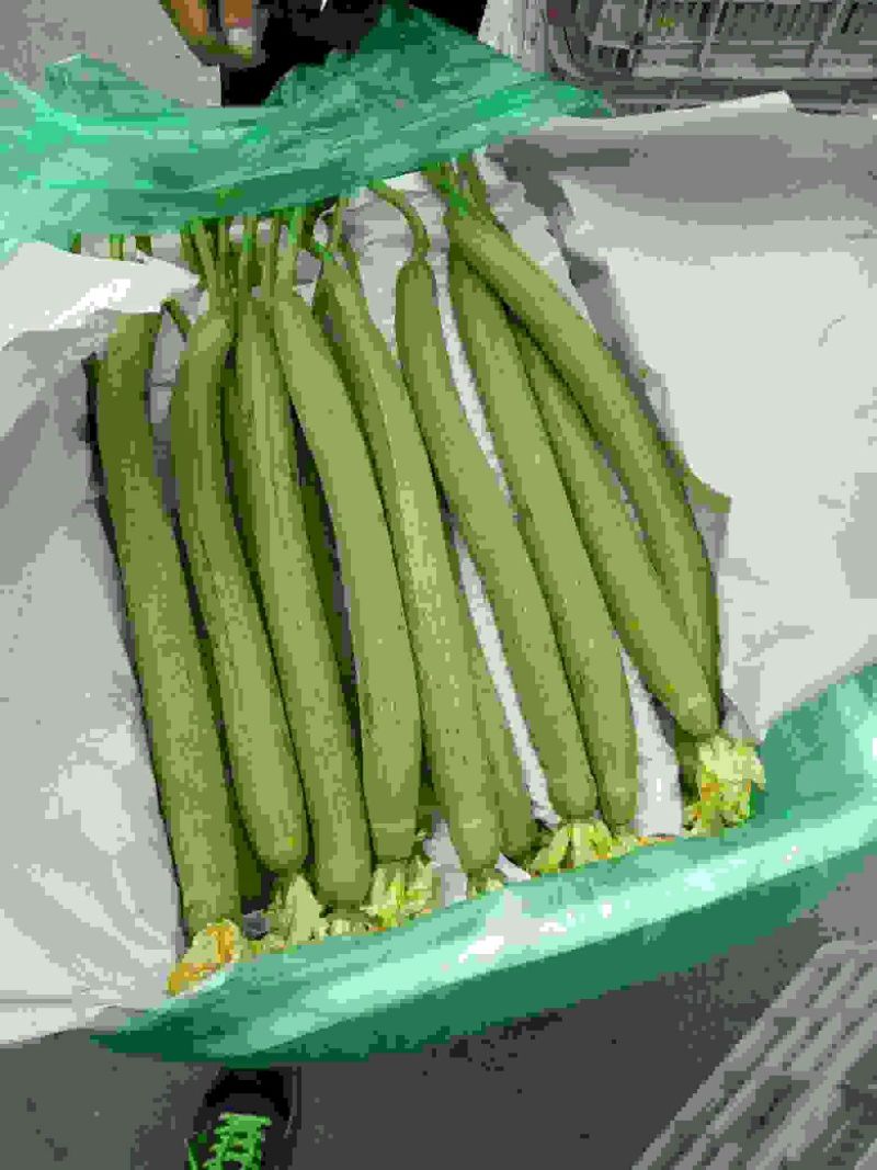 鲜花丝瓜25厘米以上
