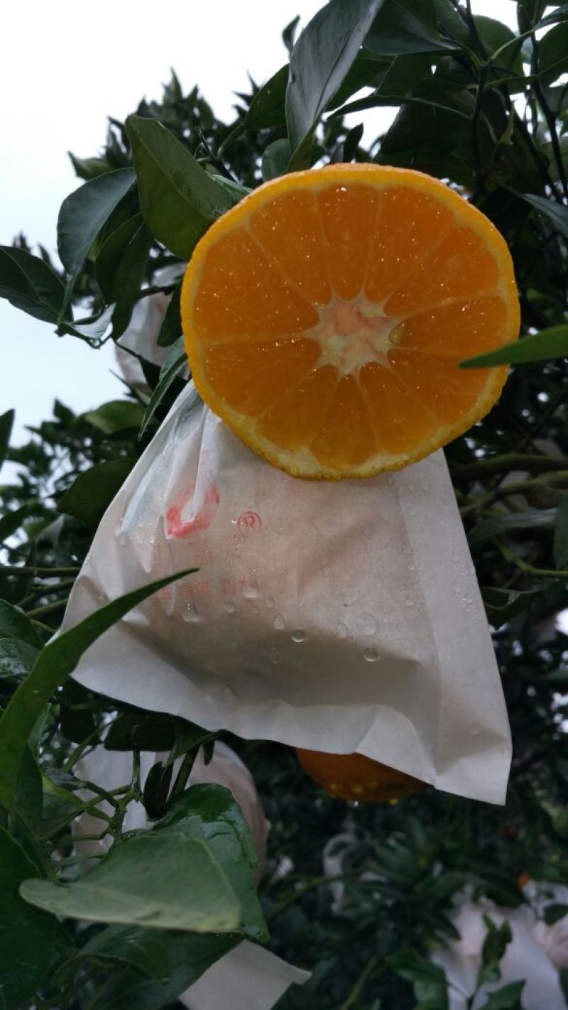 不知火柑桔7.5~8cm