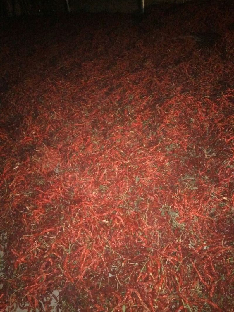 长角辣椒通货8成干