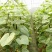 密刺黄瓜鲜花带刺18~22公分