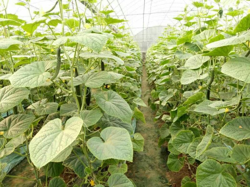 密刺黄瓜鲜花带刺18~22公分