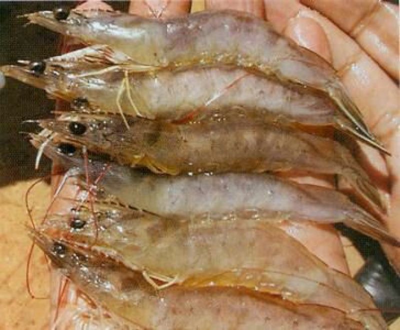 对虾干