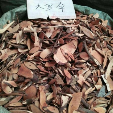 朱砂根
