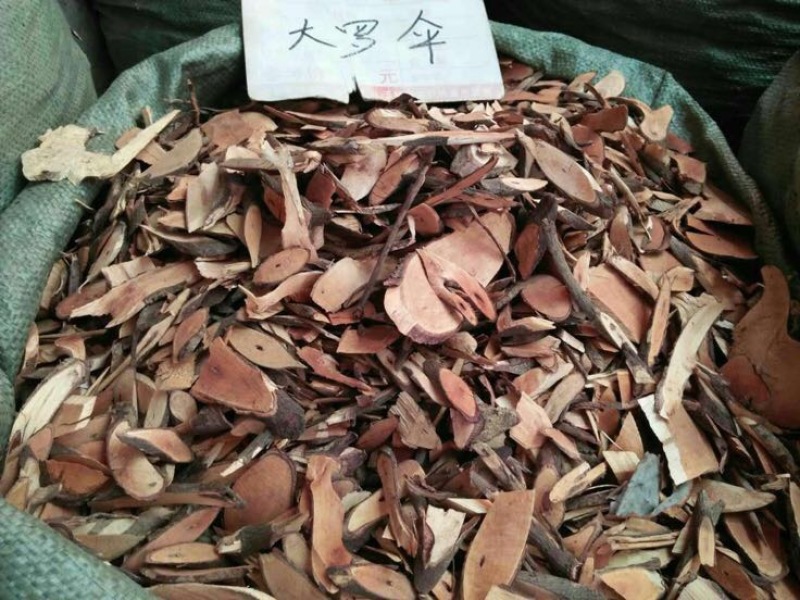 朱砂根