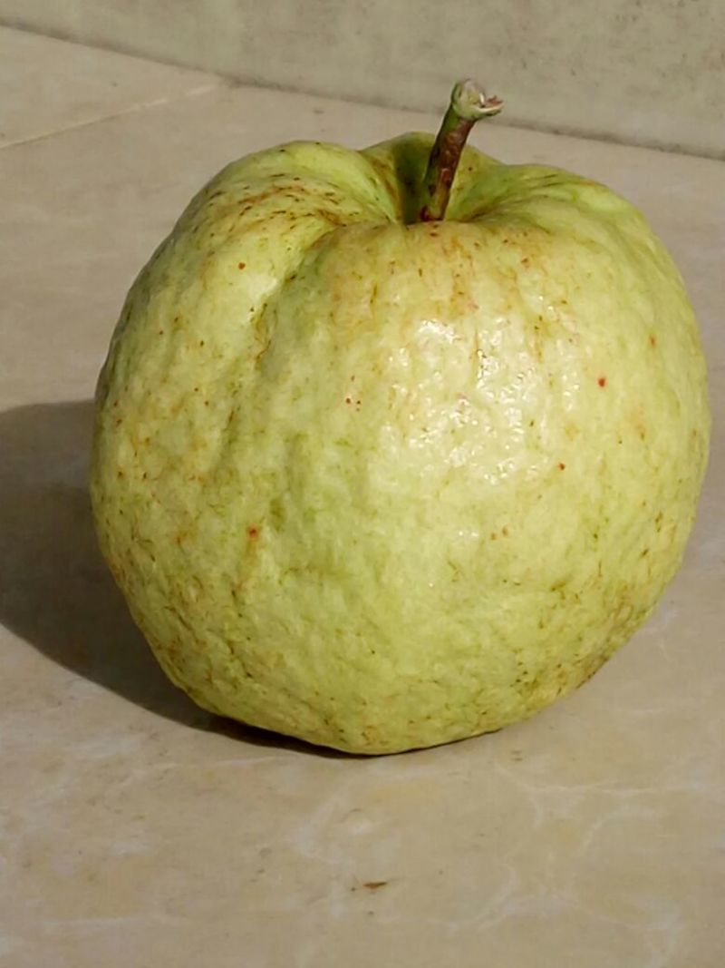 番石榴苗50~80cm