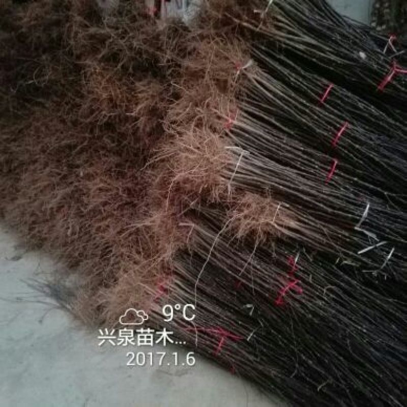 花椒苗1~2年